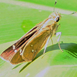 Borbo borbonica